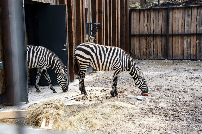 Tomos Janušaitės nuotr. / Lietuvos zoologijos sode apsigyveno bekarčiai savaniniai zebrai