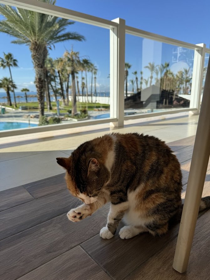 Ados Alejūnaitės / 15min nuotr. / Kipro katinėlis prausiasi viešbučio terasoje