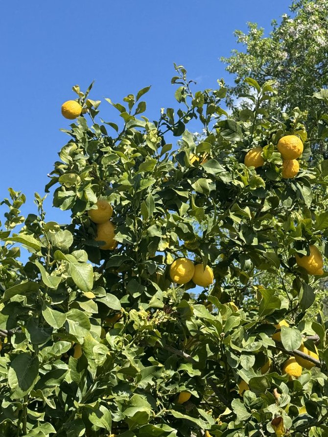 Ados Alejūnaitės / 15min nuotr. / Kipro citrinos kovo mėnesį