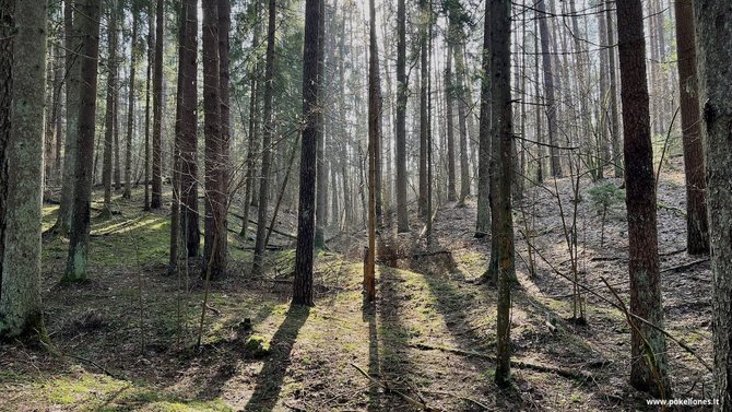 „Po kelionės“ nuotr. / Kelią iš abiejų pusių supa miškas