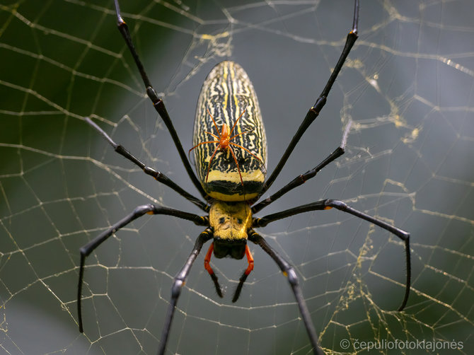 Asmeninio archyvo nuotr. / Nephila pilipes patelė su patinu