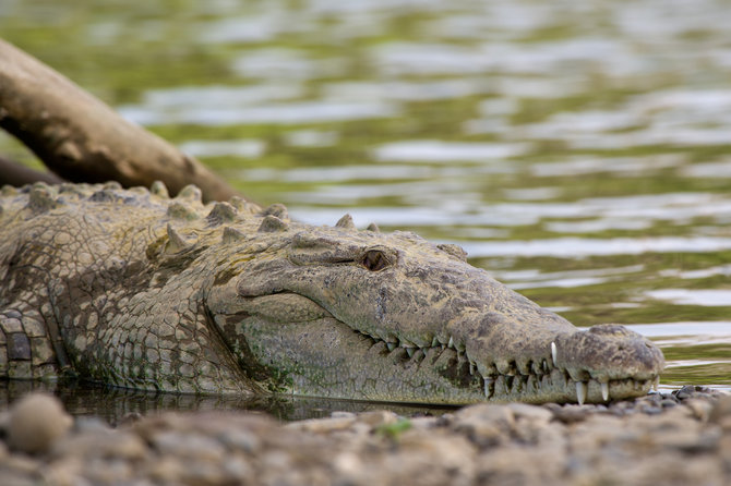 Shutterstock nuotr. / Amerikinis krokodilas