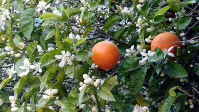 „Po kelionės“ nuotr. / Koukaki gatvėje apelsinmedžiai ir žydi, ir nokina vaisius