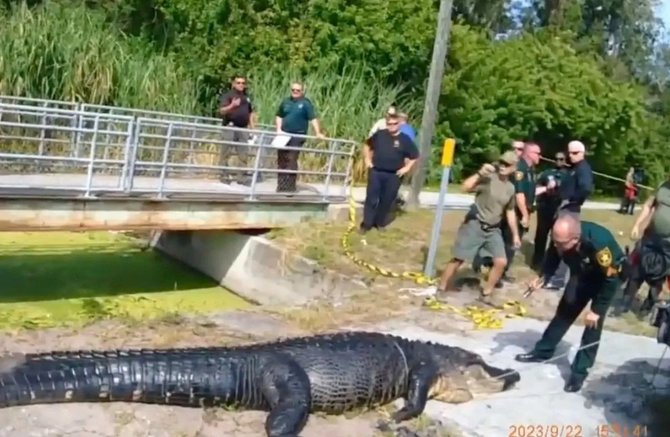 Floridos žuvies ir laukinės gamtos apsaugos komisijos vaizdo įrašo akimirka / Floridoje moterį prarijęs aligatorius