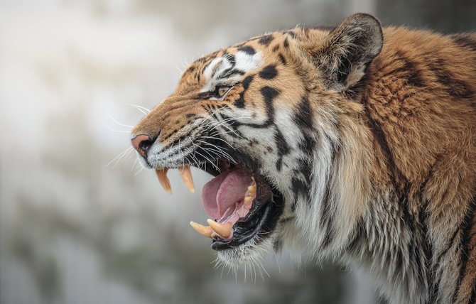 Shutterstock nuotr. / Tigras (asociatyvi nuotr.)