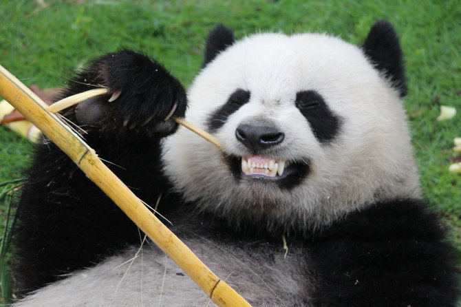 Shutterstock nuotr. / Panda