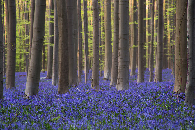 Vida Press nuotr. / „Mėlynasis miškas“, Belgija