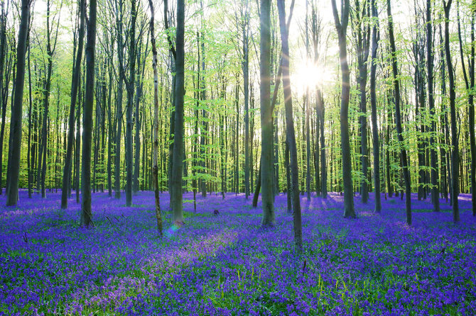 Shutterstock nuotr. / „Mėlynasis miškas“, Belgija