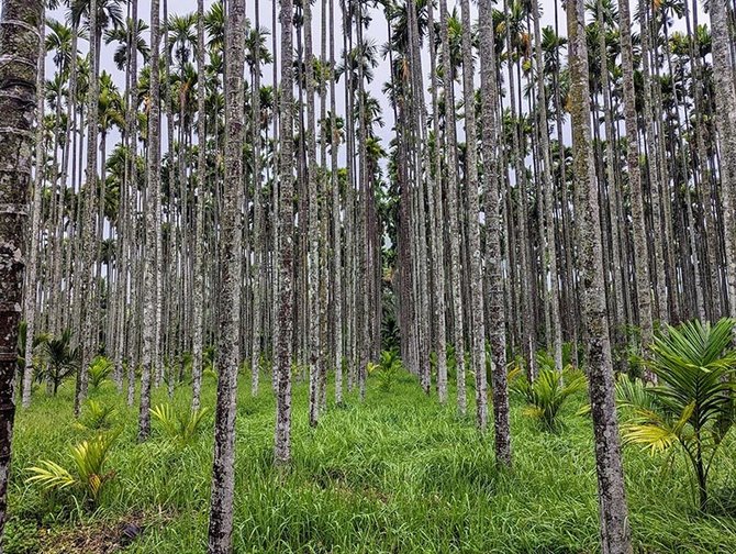 Asmeninio archyvo nuotr. / Indiškas „pušynas“, tiksliau – palmynas. Isha Foundation teritorijoje