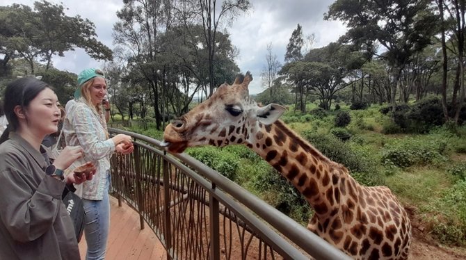 Asmeninio archyvo nuotr. / Pačiame Nairobio centre yra žirafų veisykla, lankytojai jas gali pamaitinti ir paglostyti