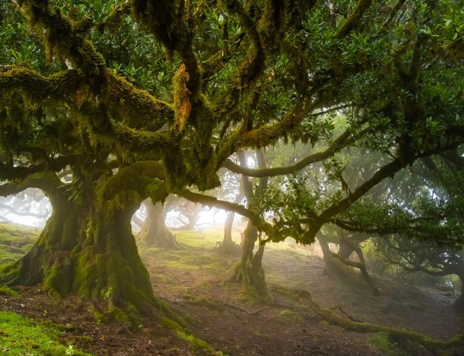 Shutterstock nuotr. / Fanal miškas, Madeira