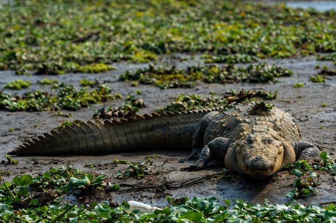 Shutterstock nuotr. / Krokodilas (asociatyvi nuotr.)