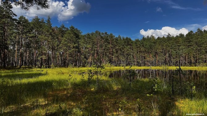  „Po kelionės“ nuotr. / Vasarinės pelkės spalvos