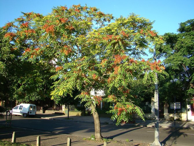  Laimos Druknerytės / Virgenextra.lt nuotr. / Dangaus medis (Ailanthus altisima)