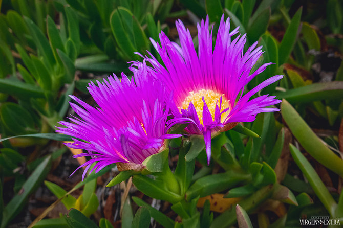  Laimos Druknerytės / Virgenextra.lt nuotr. / Katės nagai (Carpobrotus edulis) 