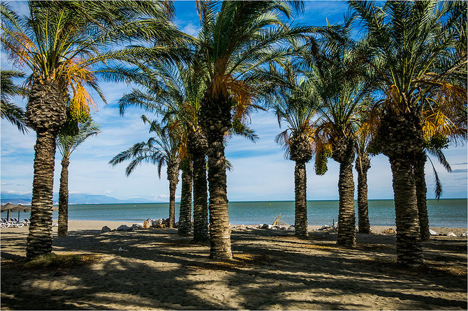  Laimos Druknerytės / Virgenextra.lt nuotr. / Datulinis finikas (Phoenix dactylifera)