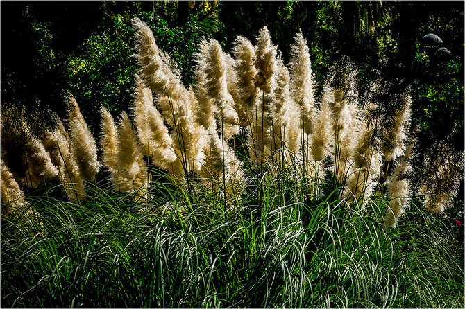  Laimos Druknerytės / Virgenextra.lt nuotr. / Daugiametė nendrė (Arundo donax)