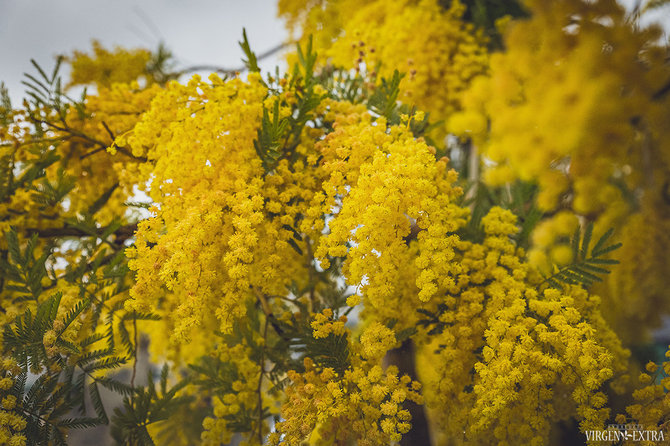  Laimos Druknerytės / Virgenextra.lt nuotr. / Mimoza arba prancūziška akacija (Acacia dealbata) 