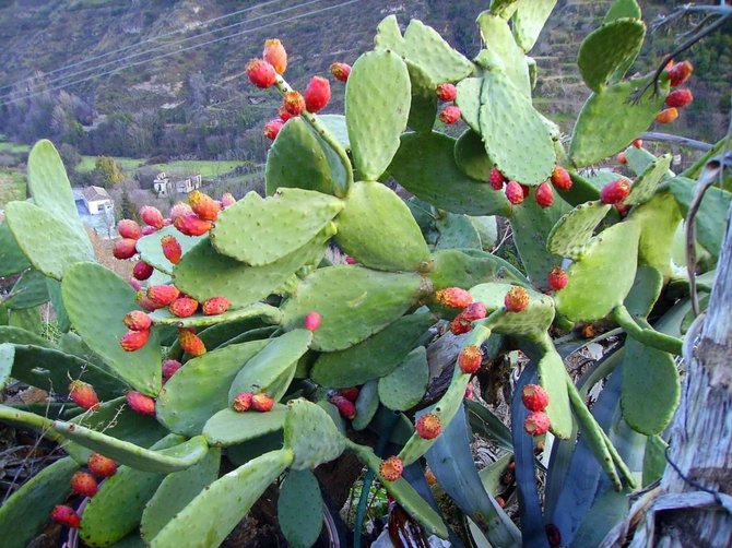  Laimos Druknerytės / Virgenextra.lt nuotr. / Kaktusas (Opuntia ficus-indica)