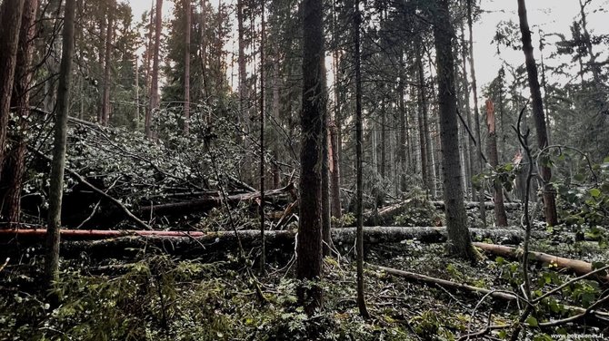 „Po kelionės“ nuotr. / Miškas po garsiosios liepos 29 d. audros