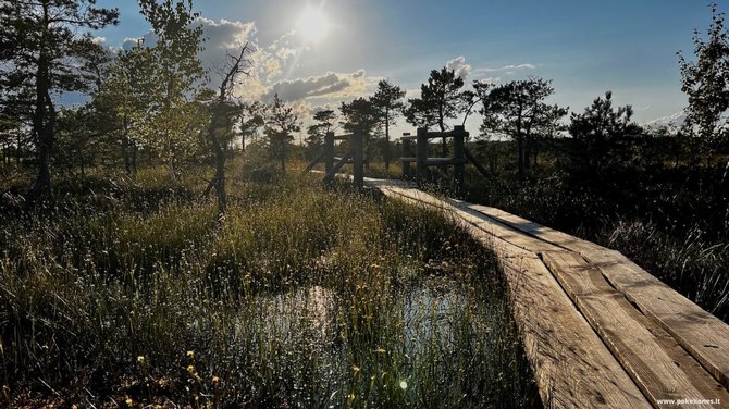 „Po kelionės“ nuotr. / Užbūrė šie vakarinės pelkės vaizdai