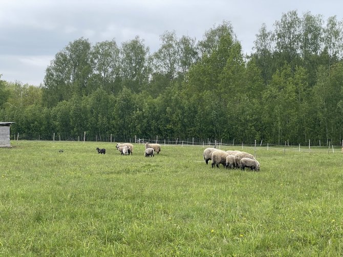 Živilės Čepaitės nuotr. / „Žibutės pievų ūkis“