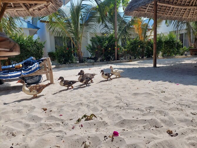 Asmeninio archyvo nuotr. / Zanzibaras
