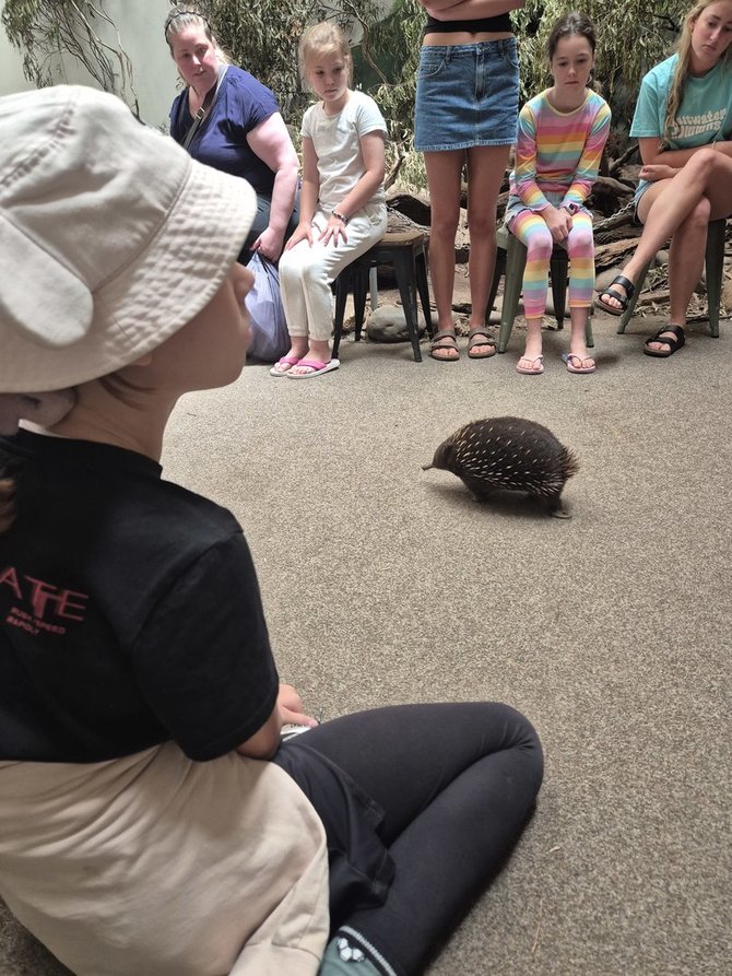 Asmeninio archyvo nuotr. / Echidna primena ežį