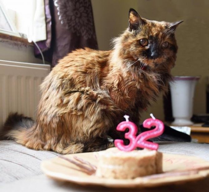 Socialinių tinklų nuotr./Seniausia pasaulyje katė Rosie