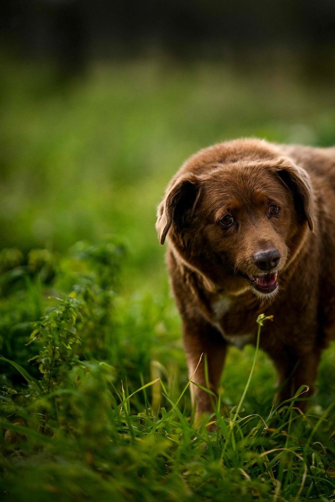 AFP/„Scanpix“ nuotr./Gineso rekordininkas – seniausias pasaulio šuo Bobi