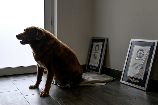 AFP/„Scanpix“ nuotr./Gineso rekordininkas – seniausias pasaulio šuo Bobi