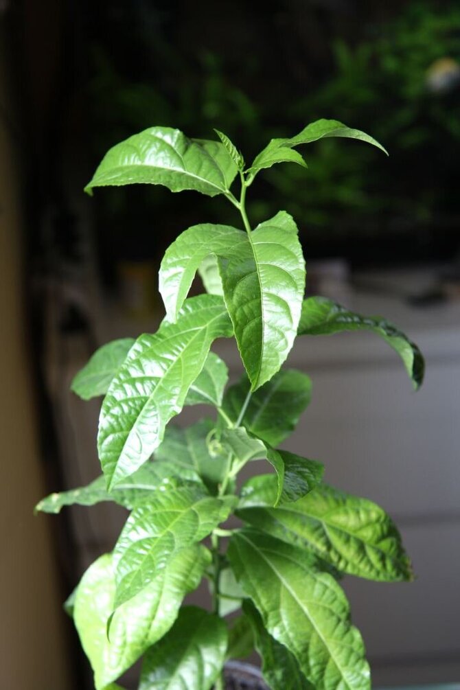 Pasiflora