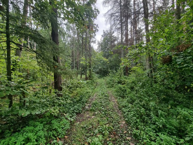 Ramūno Jakubausko nuotr./Žydų žudynių vieta Pivonijos šile