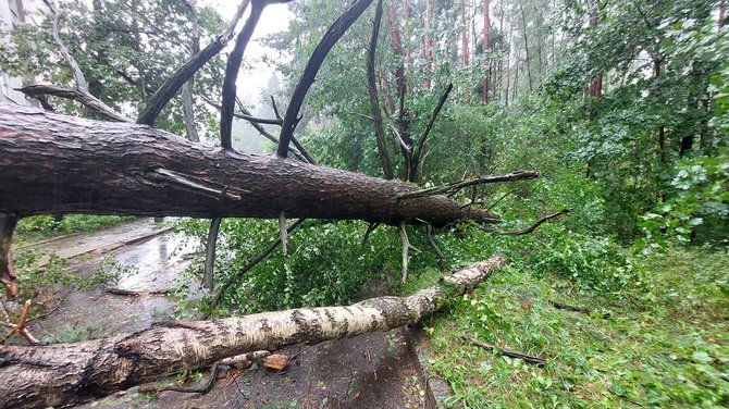 Vilniaus Lazdynų mikrorajone audra pridarė žalos: ant daugiabučio užvirto medis