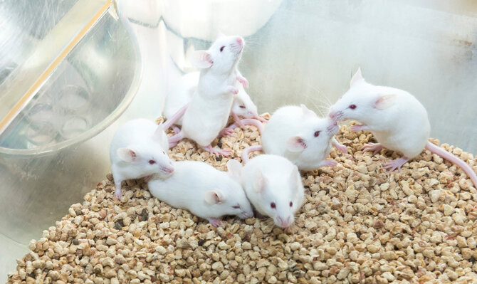 Shutterstock nuotr./Laboratorija