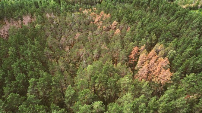 Valstybinės miškų urėdijos nuotr./Žievėgraužių pakenkti medžiai 