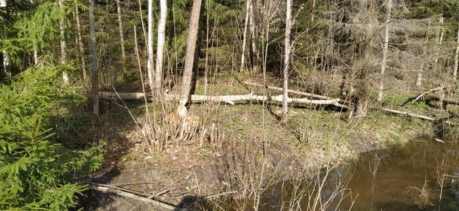 Valstybinės miškų urėdijos nuotr./Bebrų nugraužti medžiai