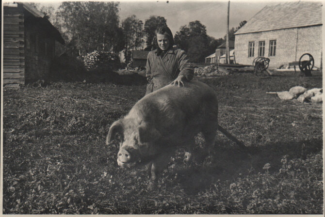 Utenos kraštotyros muziejaus nuotr./Kolūkio „Stalino keliu“ kiaulių šėrikė Leokadija Janaščiuvienė, Utenos r., 1954 m..