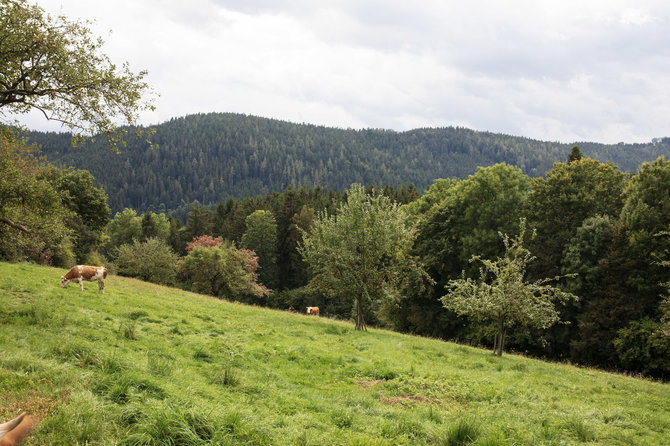  Ž.Morkvėno nuotr./Gyvulių ganymas