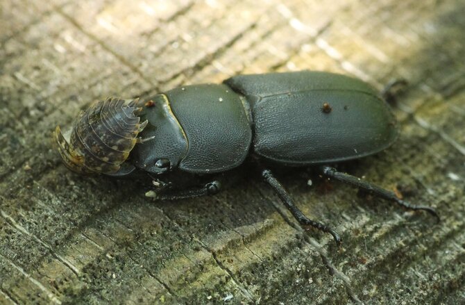 Vytauto Tamučio nuotr./Dorcus paralelepipedus – Platusis elniavabalis