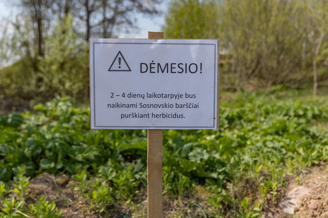 Vilniaus miesto savivaldybės nuotr./Vilnius tęsia kovą su invazinėmis rūšimis
