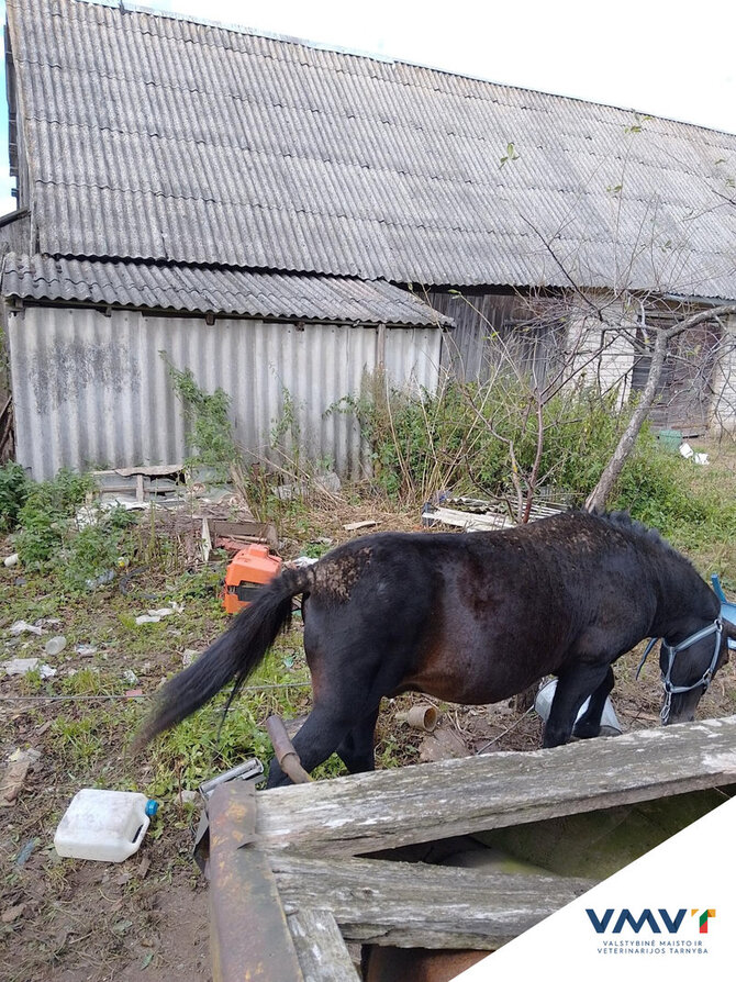 VMVT nuotr./Iš gyvūnų laikytojų paimti arkliai