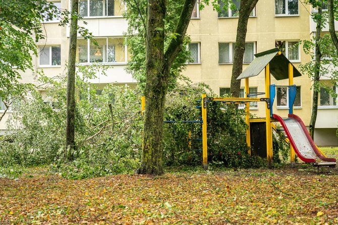 Savivaldybės nuotr./Panevėžyje tęsiami po audros kritusių medžių tvarkymo darbai