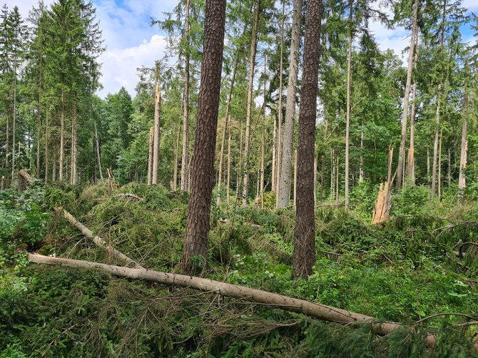 Valstybinių miškų urėdijos nuotr./Lietuvos miškuose audra pažeidė apie 80 tūkstančių medžių 