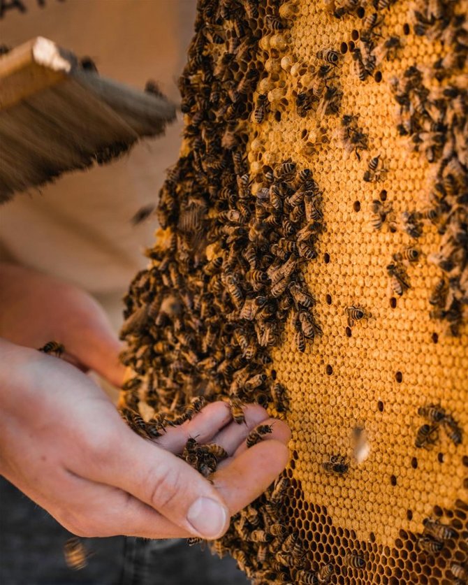 Photo by Simona Žemgulytė/Bees