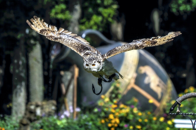 Pakruojo dvaro nuotr./Pažintis su Pakruojo dvaro aviuku Baronu fon Šonu ir kitais ūkio gyventojais