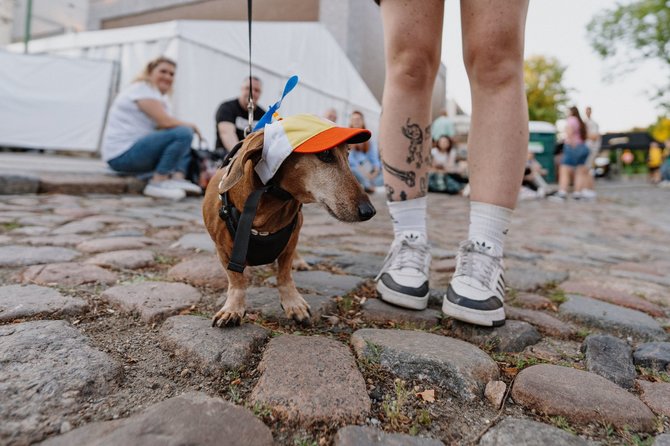 Dano Macijausko ir Justinos Butkutės nuotr./Festivaliui pasiruošė ir keturkojai lankytojai.