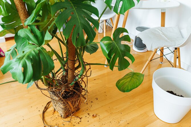 Shutterstock nuotr./Monstera