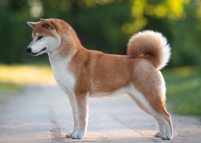 Shutterstock nuotr./Akita inu veislės šuo