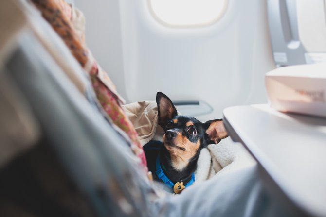 Shutterstock nuotr./Šuns kelionė lėktuvu